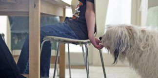 Boy sneaking dog food from the table