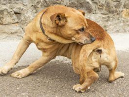 Dog chewing the area just above its tail trying to satisfy an itch.