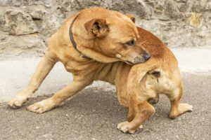 Dog chewing the area just above its tail trying to satisfy an itch.