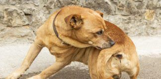 Dog chewing the area just above its tail trying to satisfy an itch.