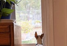 A chihuahua with a brown and white patterned coat stares intently out a window.