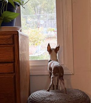 A chihuahua with a brown and white patterned coat stares intently out a window.
