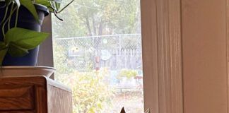 A chihuahua with a brown and white patterned coat stares intently out a window.