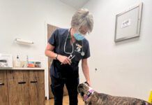 A dog seeking attention from a veterinary technician during a routine procedure.