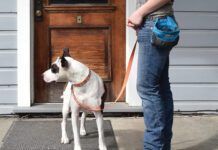 A dog owner next to their dog wearing a treat pouch.