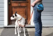 A dog owner next to their dog wearing a treat pouch.