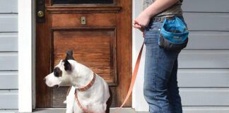 A dog owner next to their dog wearing a treat pouch.