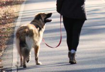 Woman walking her dog taking care to keep the leash loose and comfortable for them both.