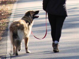 Woman walking her dog taking care to keep the leash loose and comfortable for them both.