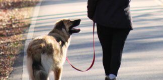 Woman walking her dog taking care to keep the leash loose and comfortable for them both.