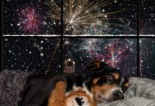 Dog looks out the window and watching the fireworks