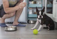 A man offers a Boston terrier a tasty treat while the dog avoids looking at the food.