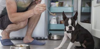 A man offers a Boston terrier a tasty treat while the dog avoids looking at the food.