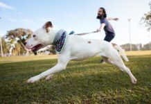 Dog running at the park and pulling its owner