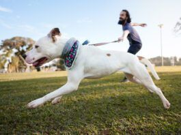 Dog running at the park and pulling its owner