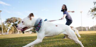 Dog running at the park and pulling its owner