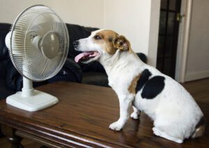 Jack Russell dog sitting in front of a domestic electric fan