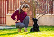 12 years old girl in backyard at home teaching her black labrador puppy to sit on command. Stay a home. Weekend activities