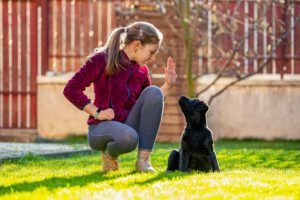 12 years old girl in backyard at home teaching her black labrador puppy to sit on command. Stay a home. Weekend activities