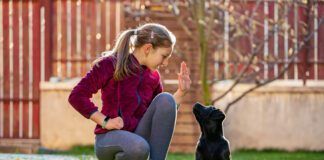 12 years old girl in backyard at home teaching her black labrador puppy to sit on command. Stay a home. Weekend activities