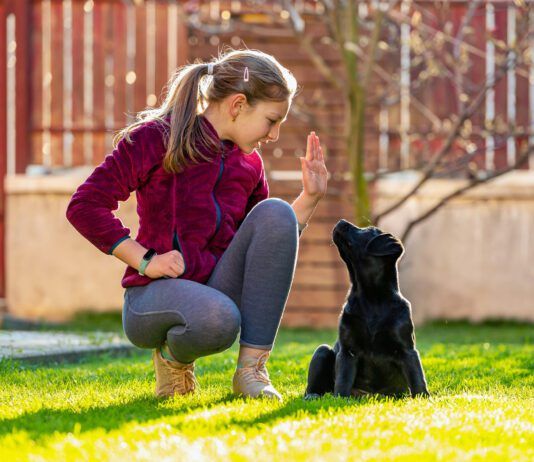 12 years old girl in backyard at home teaching her black labrador puppy to sit on command. Stay a home. Weekend activities