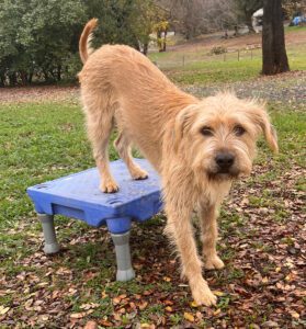 A brown dog with his hind feet on a balance board looks at his owner for approval.