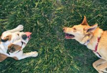 copyspace in the grass area between two dogs resting on the grass