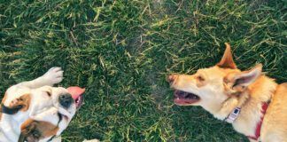 copyspace in the grass area between two dogs resting on the grass