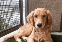 A dog lying on a mat of grass indoors.