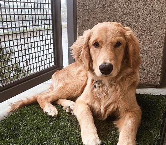 A dog lying on a mat of grass indoors.