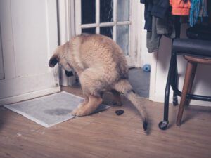 A big Leonberger puppy is epic failing at potty training and doing a poo on the floor.