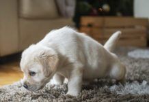 Puppy at home urinating on a carpet.