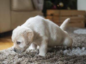 Puppy at home urinating on a carpet.