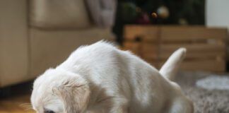 Puppy at home urinating on a carpet.