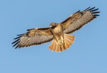 Red-tailed Hawk searching for prey