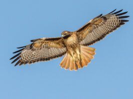 Red-tailed Hawk searching for prey