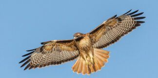 Red-tailed Hawk searching for prey