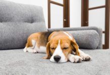 Beagle dog sleeping on soft gray couch. Comfortable furniture.