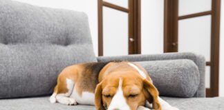 Beagle dog sleeping on soft gray couch. Comfortable furniture.