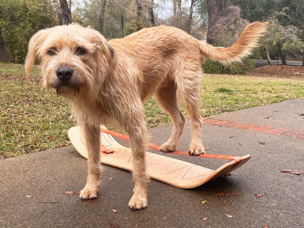 The adorable brown dog balances his back legs on a narrow ribbon.