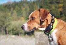 Cute puppy dog with intense body language. Obedience collar for safety and behavior correction. Female Harrier mix. Selective focus