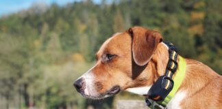 Cute puppy dog with intense body language. Obedience collar for safety and behavior correction. Female Harrier mix. Selective focus