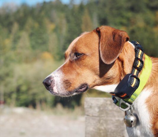 Cute puppy dog with intense body language. Obedience collar for safety and behavior correction. Female Harrier mix. Selective focus