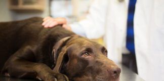 Addison’s Disease eBook from Whole Dog Journal