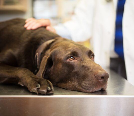 Addison’s Disease eBook from Whole Dog Journal