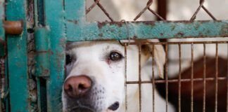 Adopting Your New Dog Series eBook from Whole Dog Journal