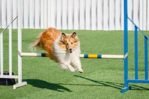 Beginner’s Guide for Agility Training eBook from Whole Dog Journal