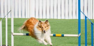 Beginner’s Guide for Agility Training eBook from Whole Dog Journal