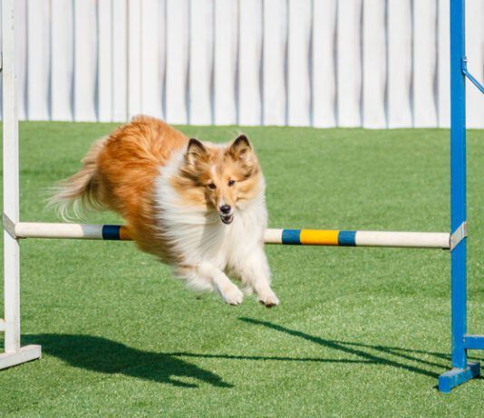 Beginner’s Guide for Agility Training eBook from Whole Dog Journal