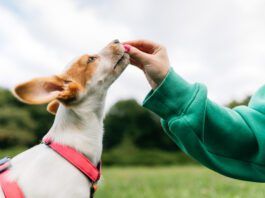 Beyond The Back Yard Book from Whole Dog Journal